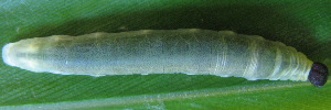 Notocrypta waigensis proserpina - Final Larvae